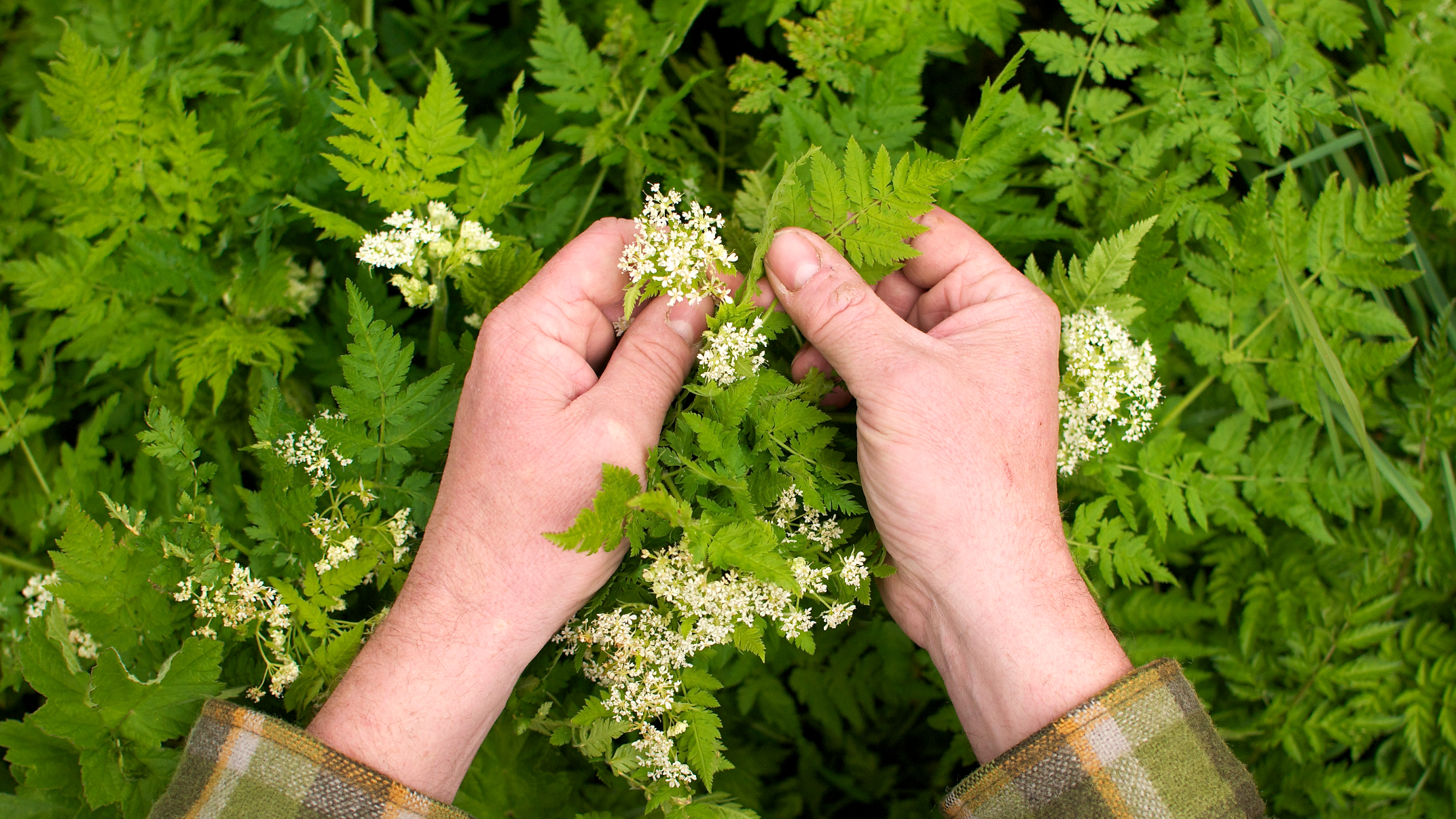 sweet cicely and hands