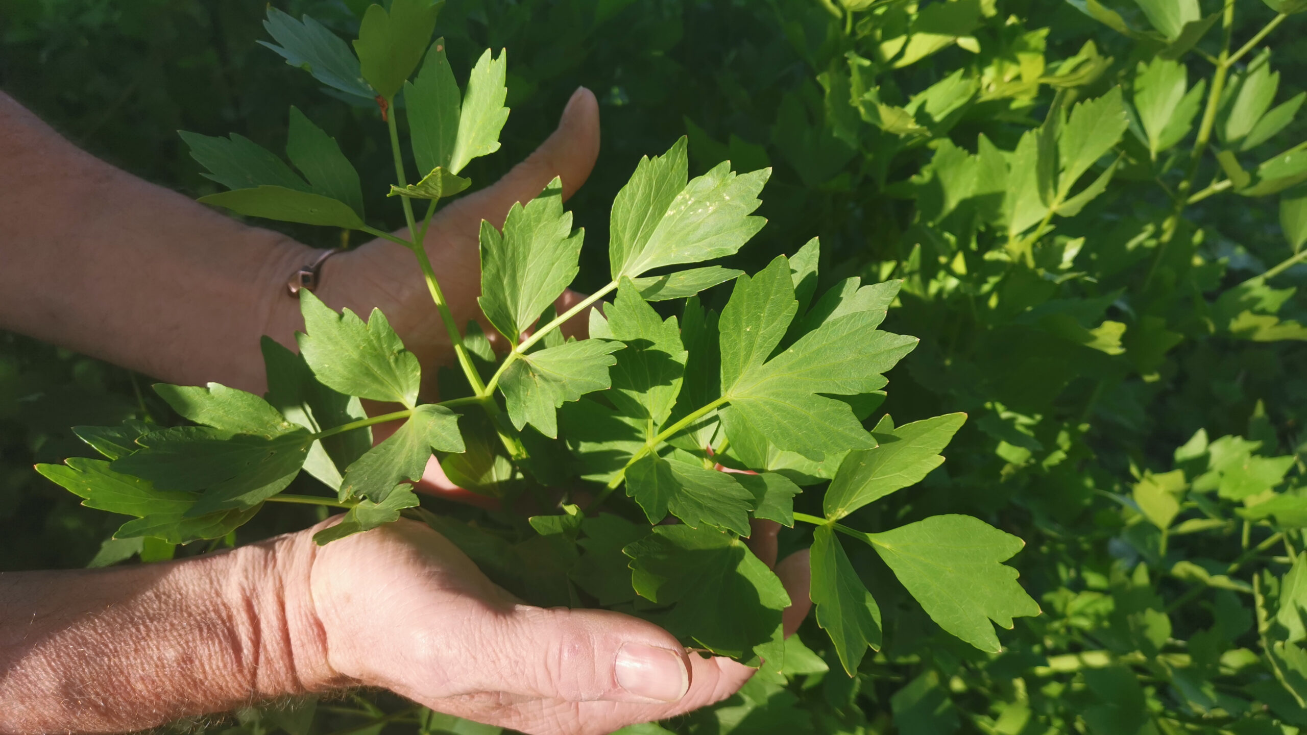 Lovage leaves with hands